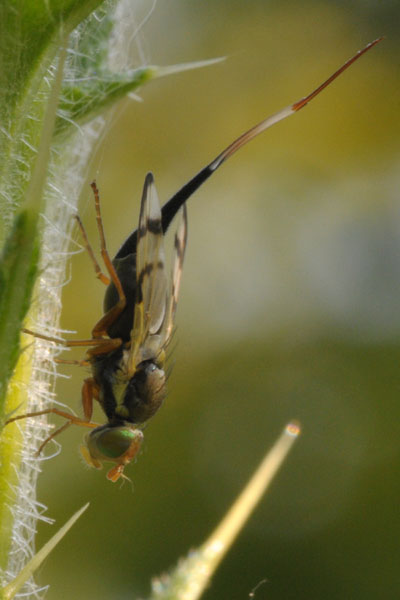 Tephritidae: Urophora stylata (female) (2)
