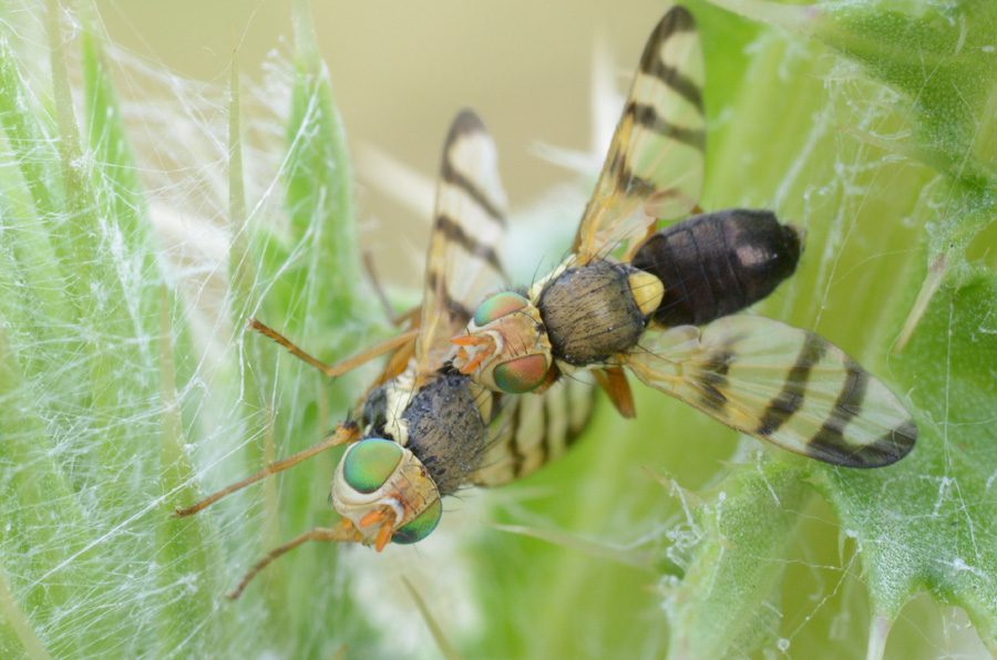 Tephritidae: Urophora solstitialis (copula) (1)
