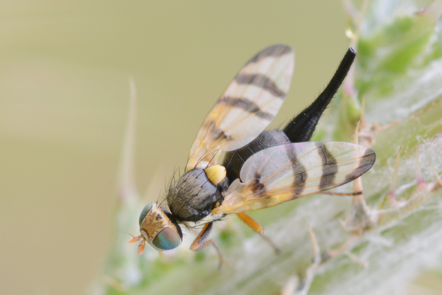 Tephritidae: Urophora solstitialis (female) (1)
