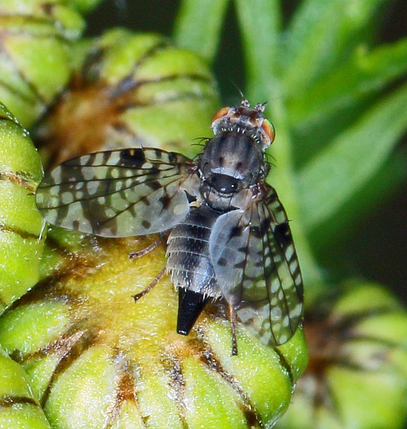 Tephritidae: Campiglossa difficilis (female) (6)