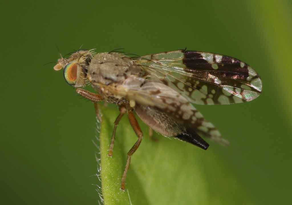 Tephritidae: Tephritis separata (female) (3)