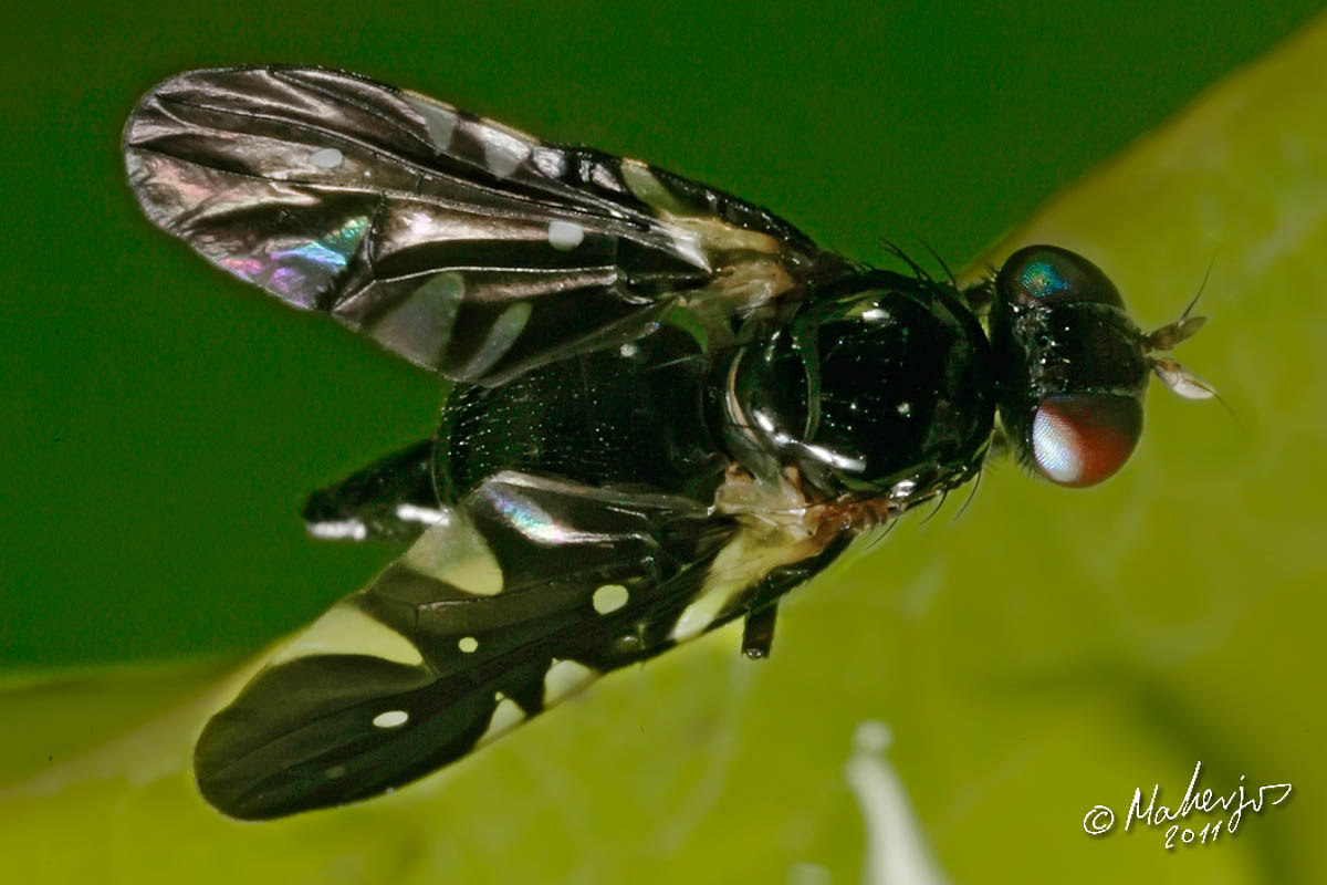 Tephritidae: Oxyaciura tibialis (female) (3)