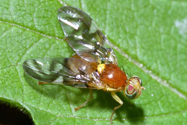 Tephritidae: Euleia heraclei (summer) (female) (1)
