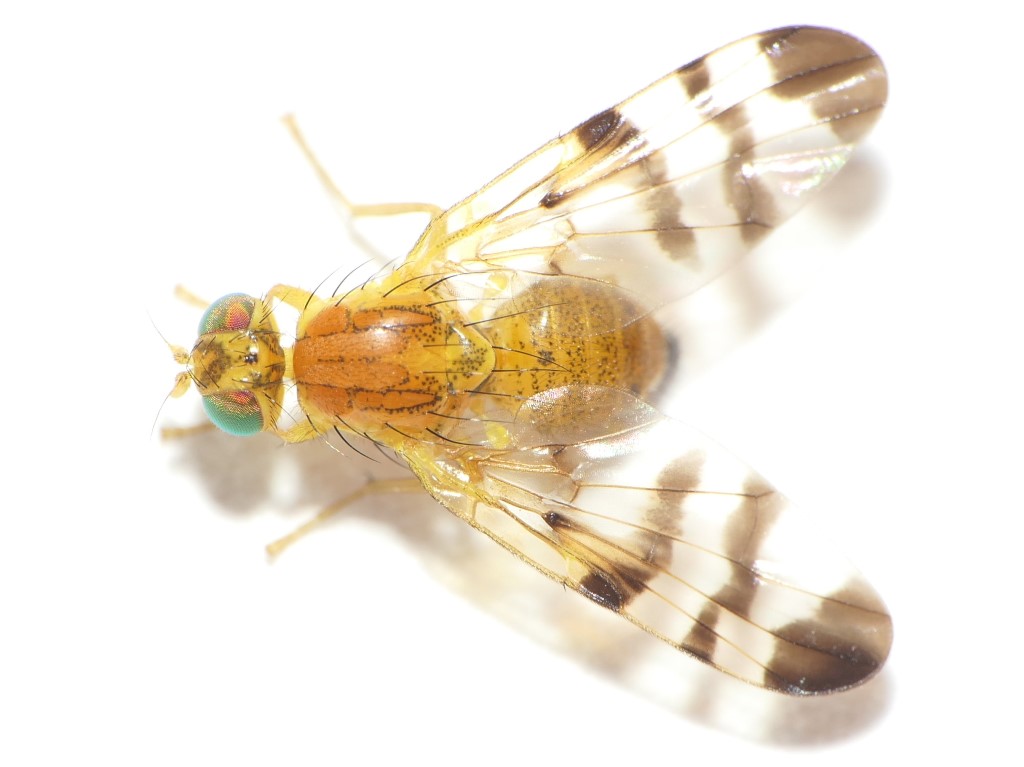 Tephritidae: Trypeta zoe (female) (3)