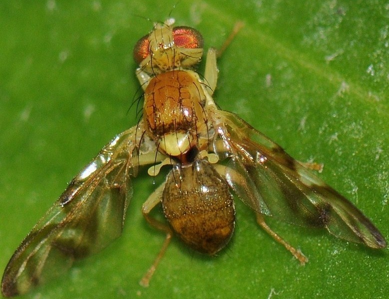 Tephritidae: Euleia heraclei (male) (1)