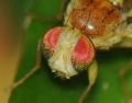 Euleia heraclei (male) (3)