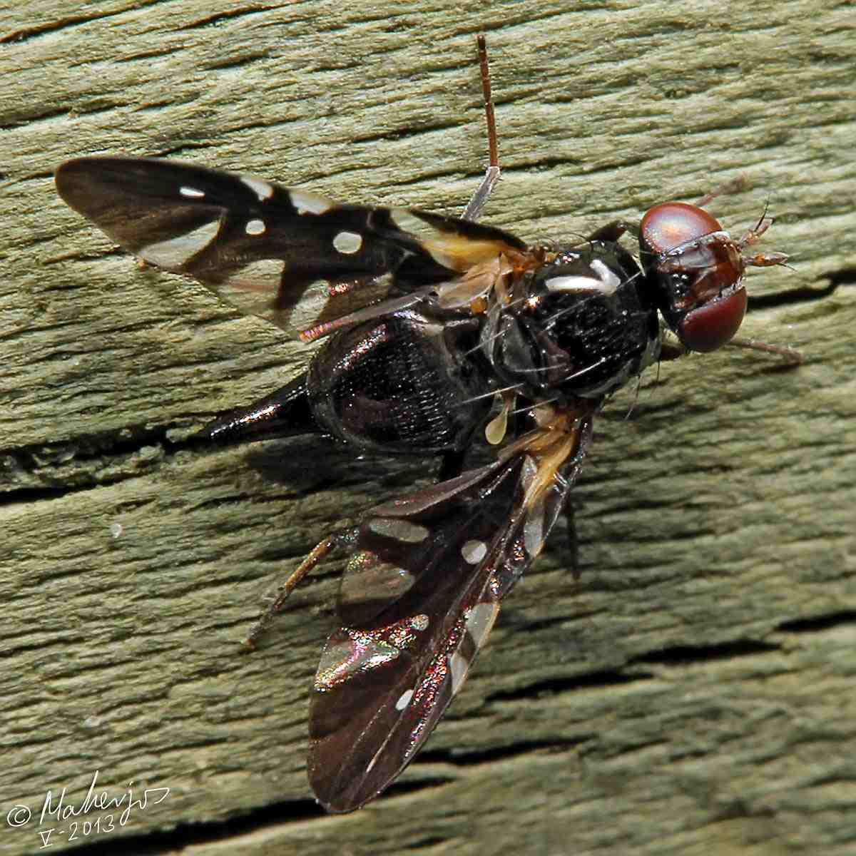 Tephritidae: Oxyaciura tibialis (female) (6)