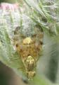 Terellia (Cerajocera) tussilaginis (male) (1)