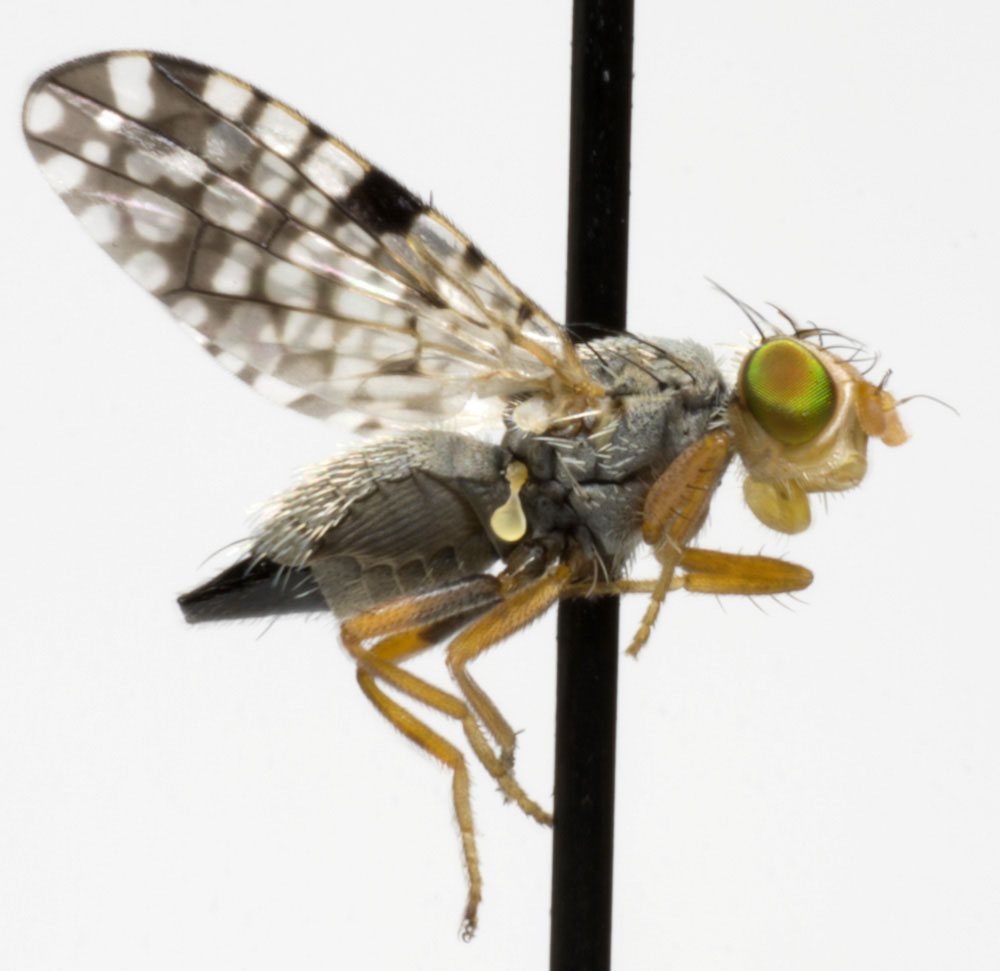 Tephritidae: Campiglossa absinthii (female) (2)