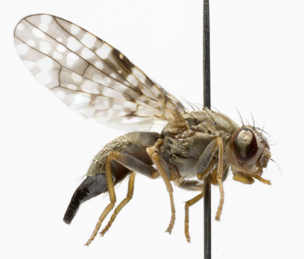 Tephritidae: Campiglossa difficilis (female) (2)