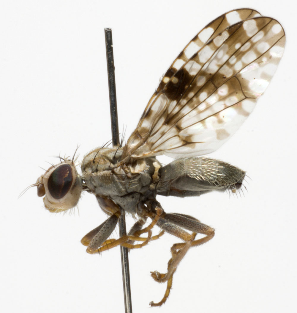 Tephritidae: Campiglossa difficilis (male) (1)