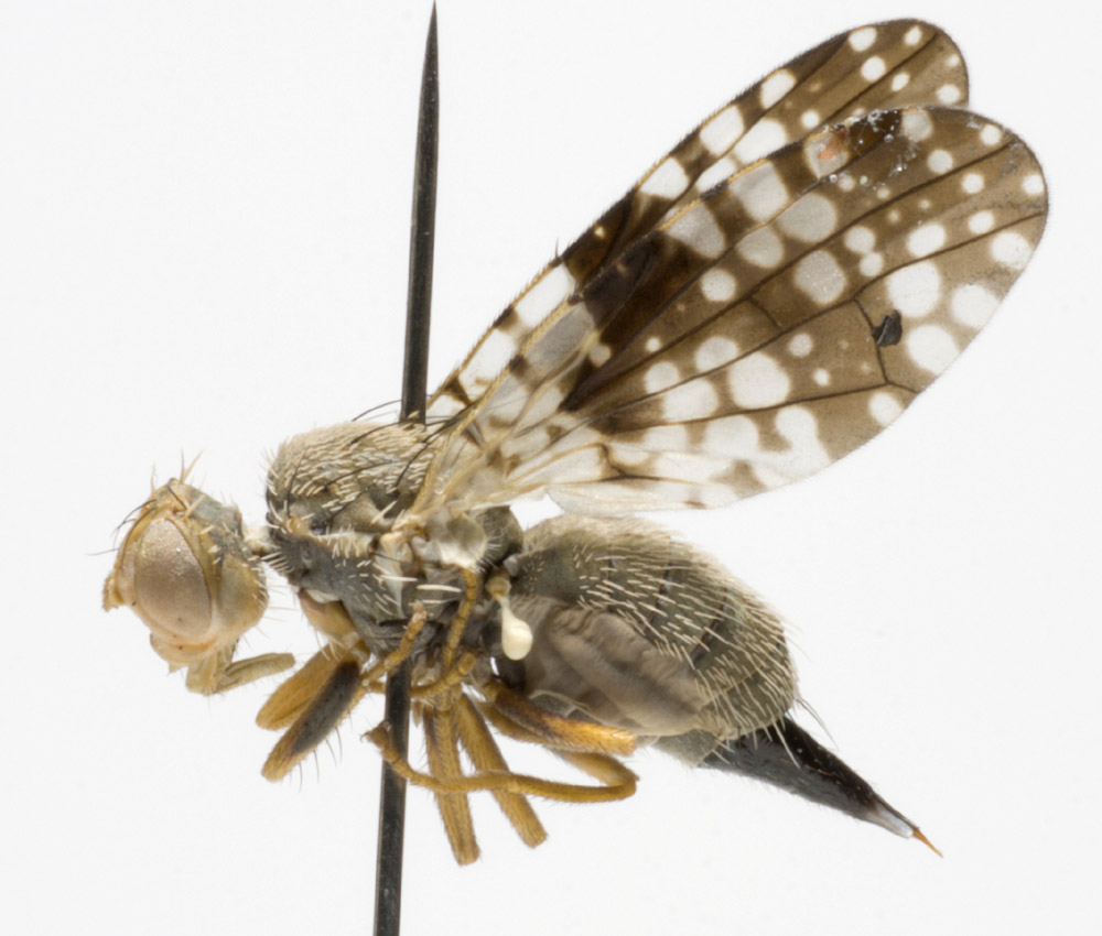 Tephritidae: Campiglossa loewiana (female) (3)