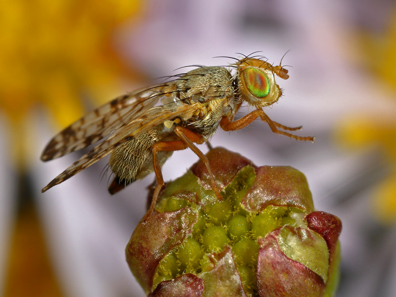 Tephritidae: Campiglossa plantaginis (1)