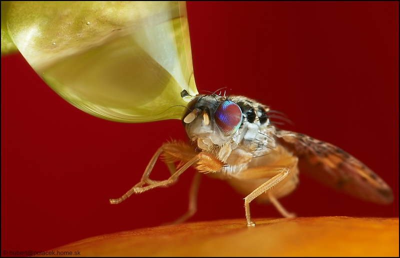 Tephritidae: Ceratitis capitata (male) (4)