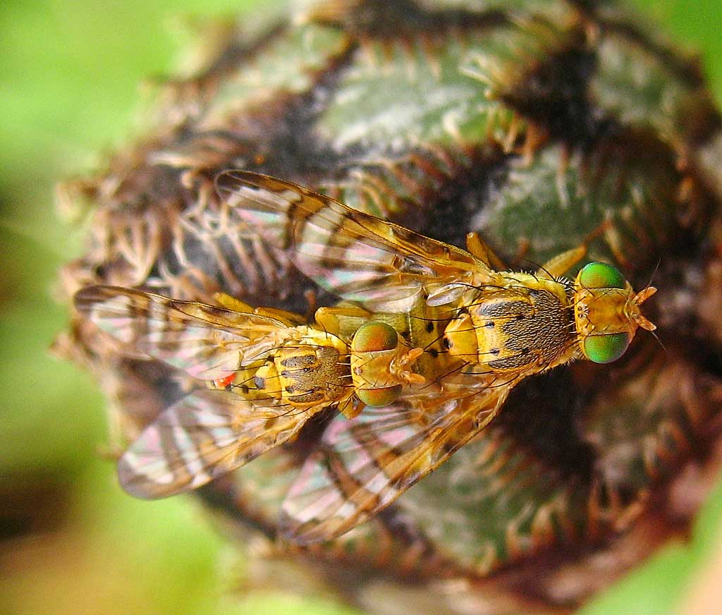 Tephritidae: Chaetostomella cylindrica (copula) (1)