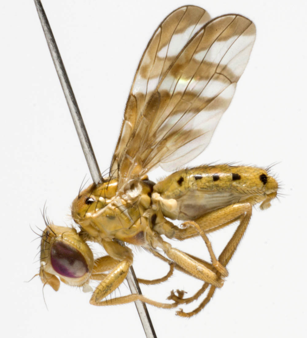 Tephritidae: Chaetorellia jaceae (male) (2)