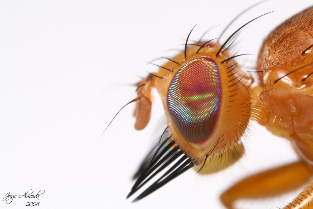 Tephritidae: Chetostoma curvinerve (male) (6)