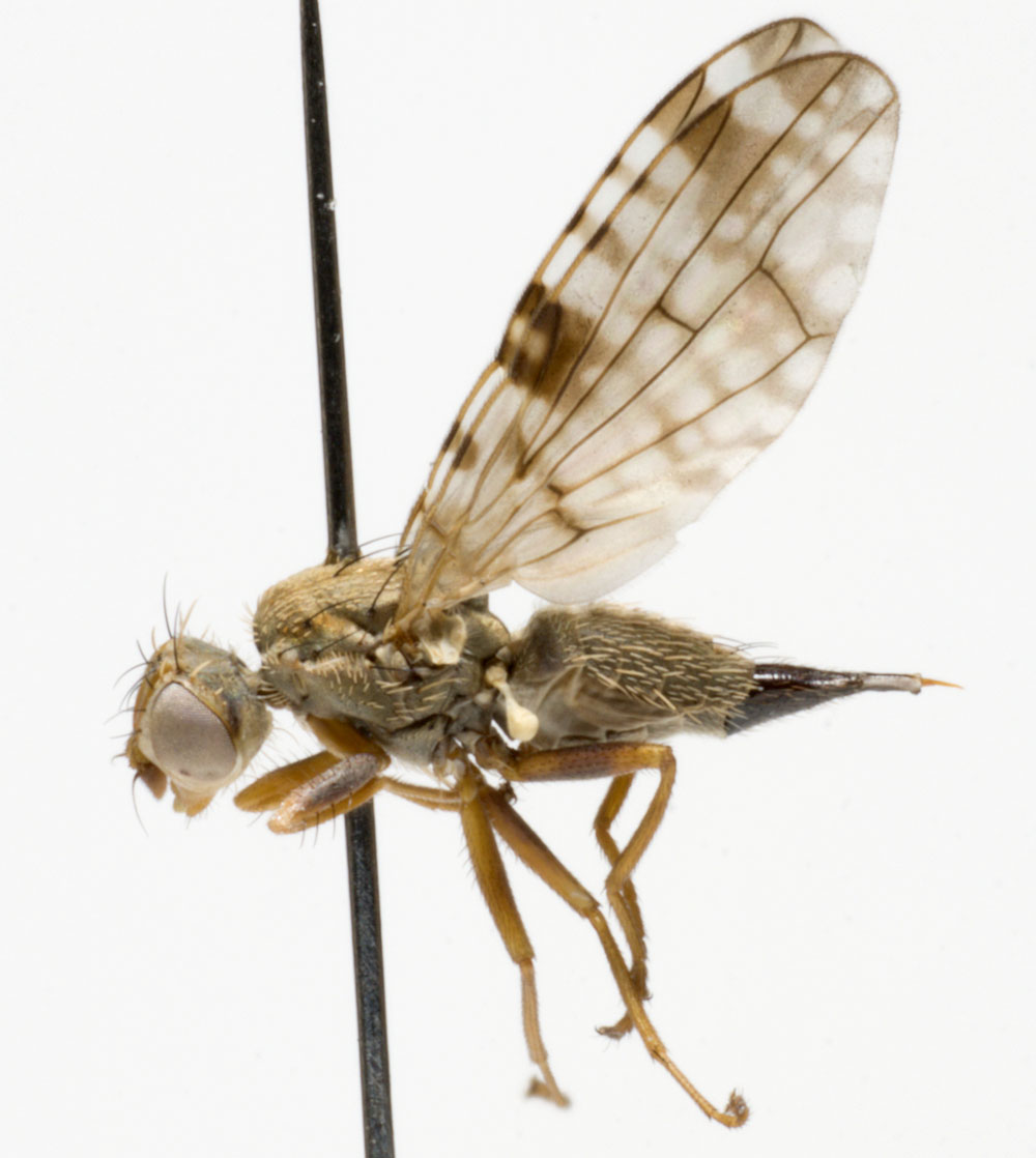 Tephritidae: Dioxyna bidentis (female) (5)