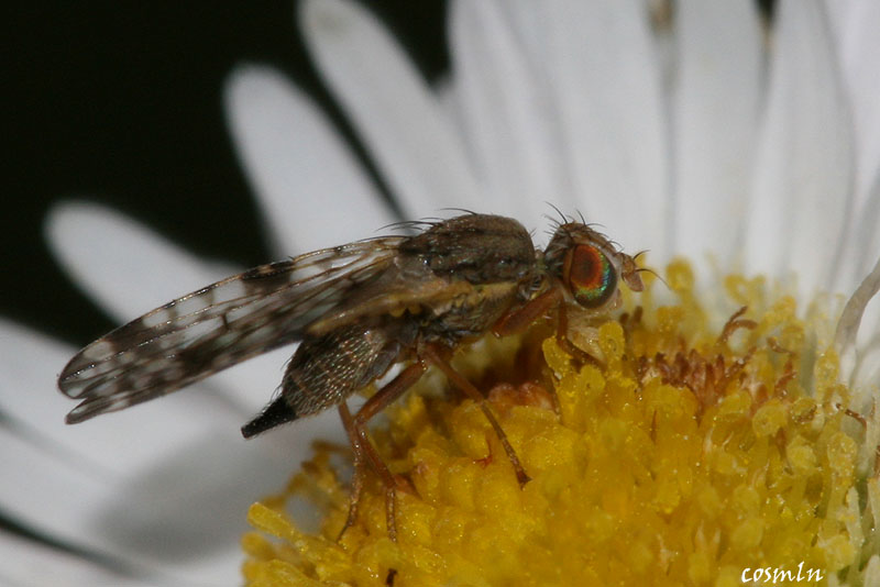 Tephritidae: Dioxyna bidentis (female) (3)