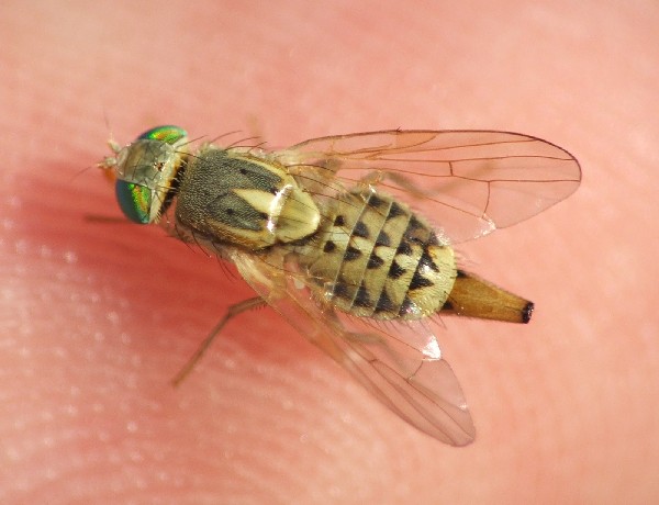 Tephritidae: Terellia (Terellia) serratulae (female) (2)