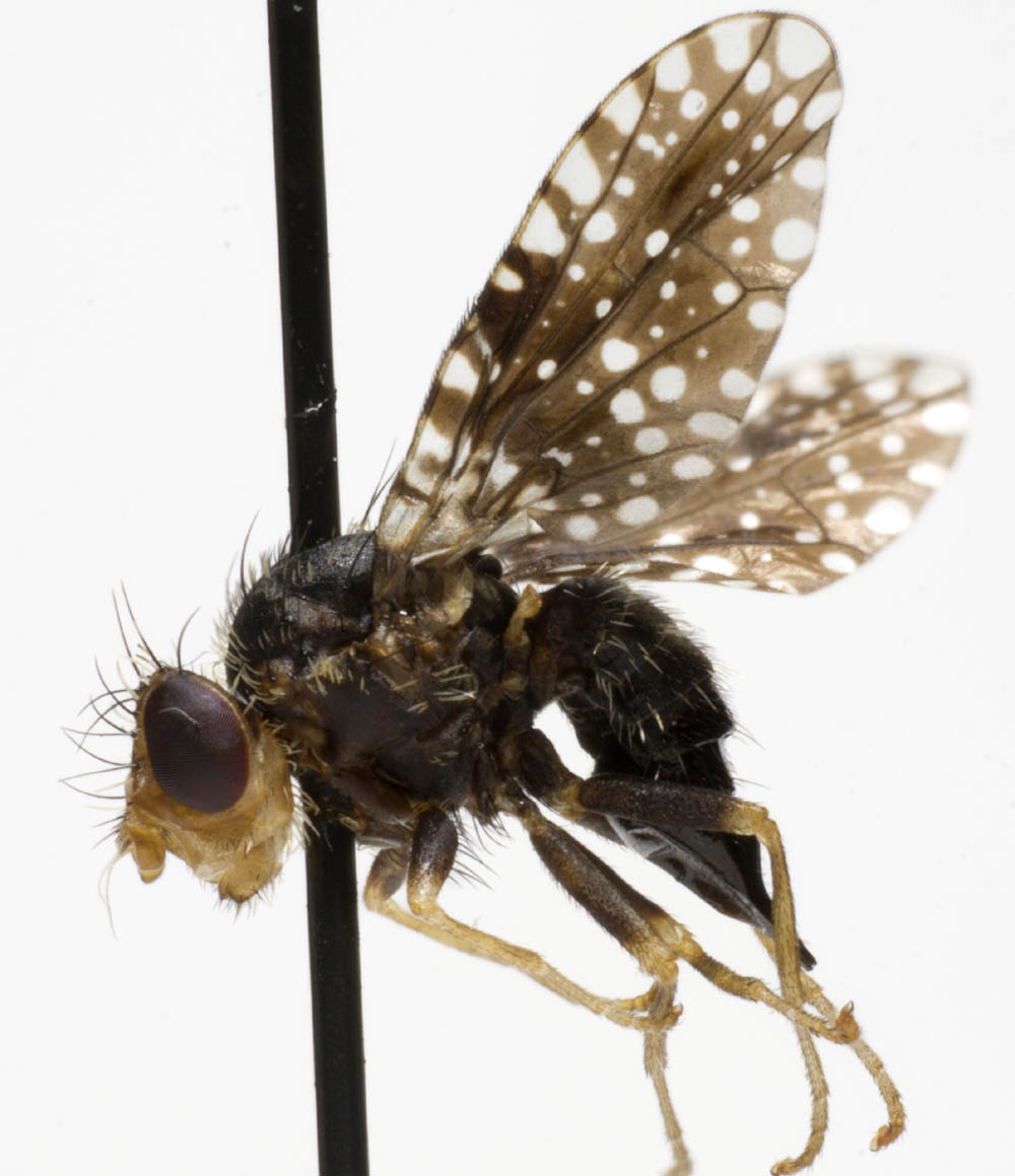 Tephritidae: Dithryca guttularis (female) (1)