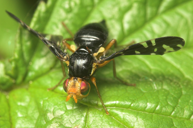 Tephritidae: Platyparea discoidea (female) (1)
