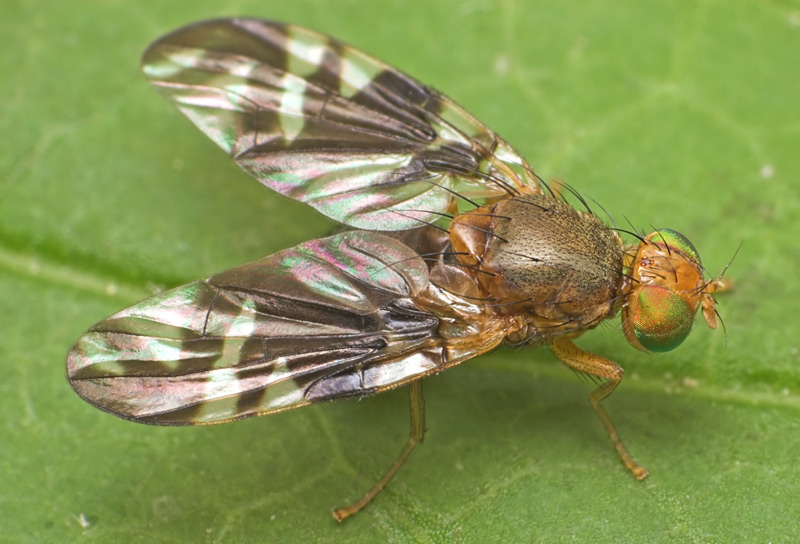 Tephritidae: Philophylla caesio (1)