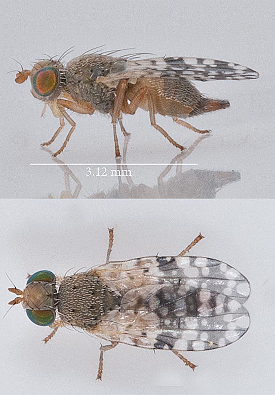 Tephritidae: Tephritis nigricauda (female) (1)