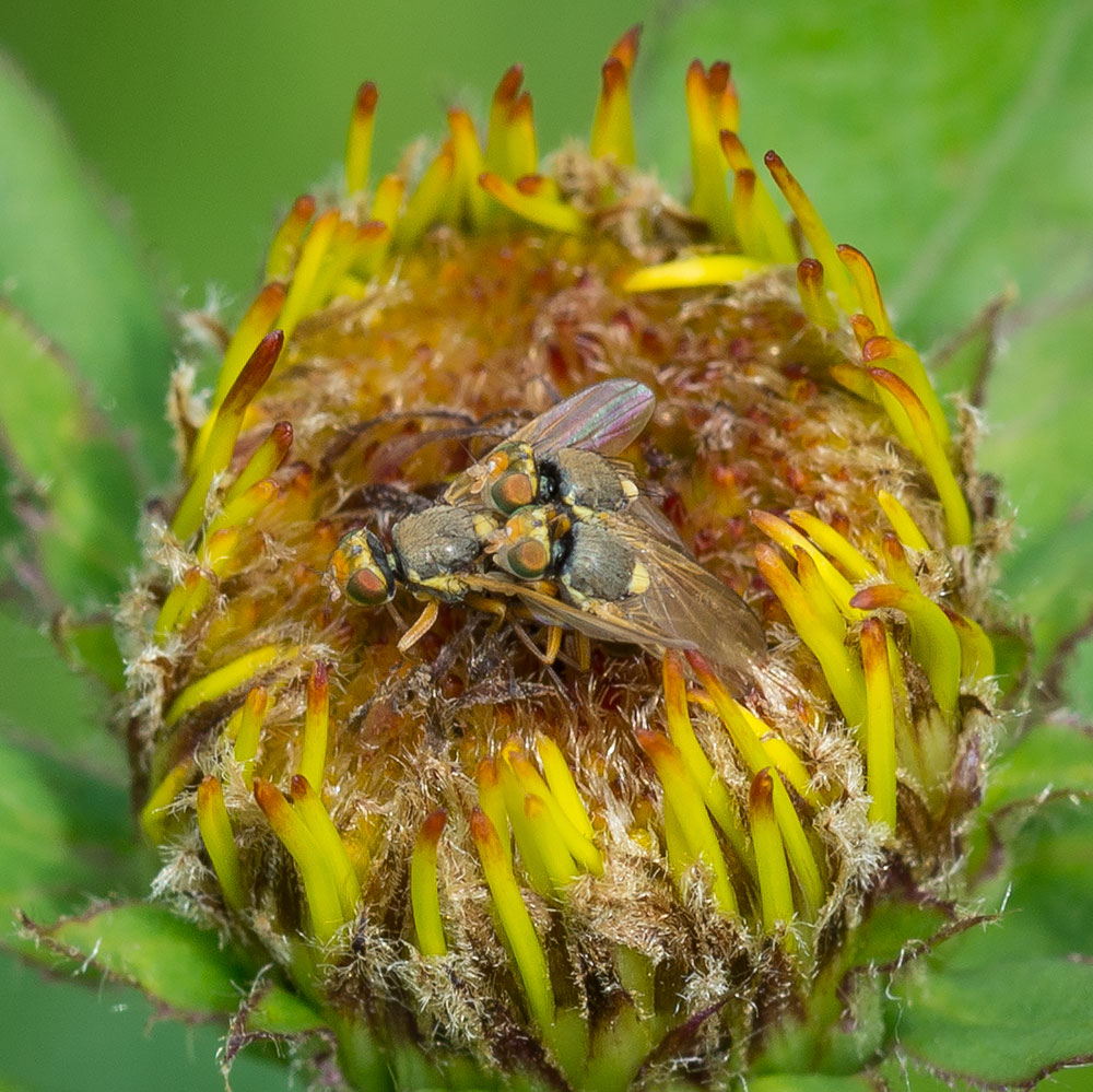 Tephritidae: Inuromaesa maura (copula) (1)