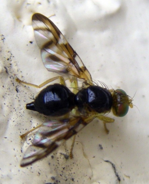 Tephritidae: Euleia separata (female) (4)