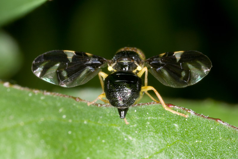 Tephritidae: Euleia heraclei (female) (3)
