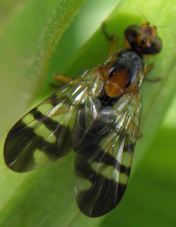 Tephritidae: Euphranta connexa (male) (1)