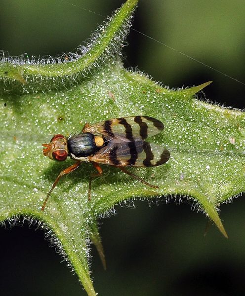 Tephritidae: Urophora mauritanica (male) (1)