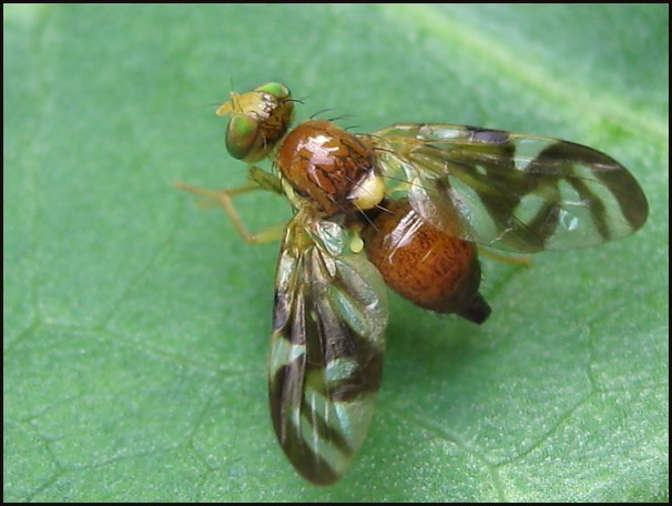 Tephritidae: Euleia heraclei (autumn) (female) (4)