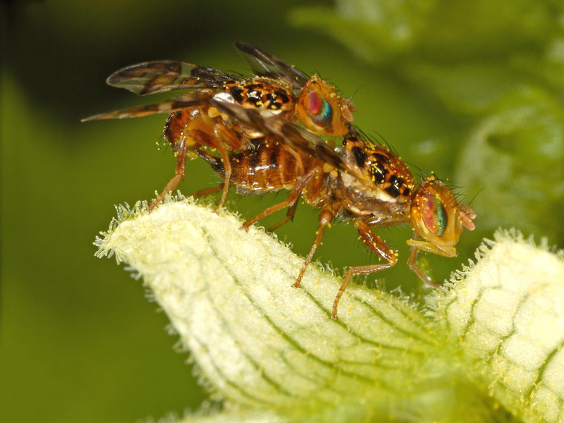 Tephritidae: Goniglossum wiedemanni (mating) (2)