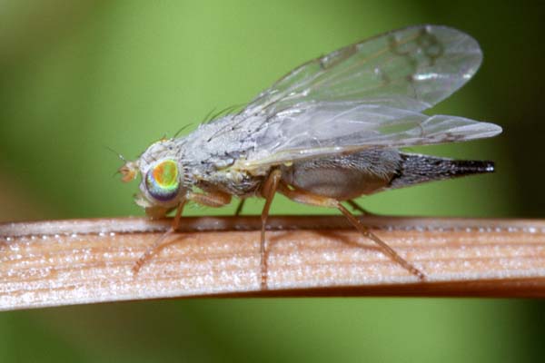 Tephritidae: Acanthiophilus helianthi (female) (1)