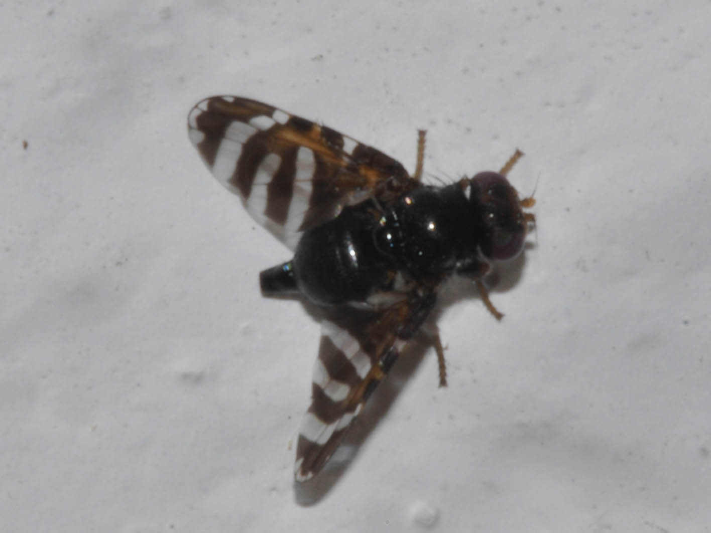 Tephritidae: Oedaspis fissa (female) (1)