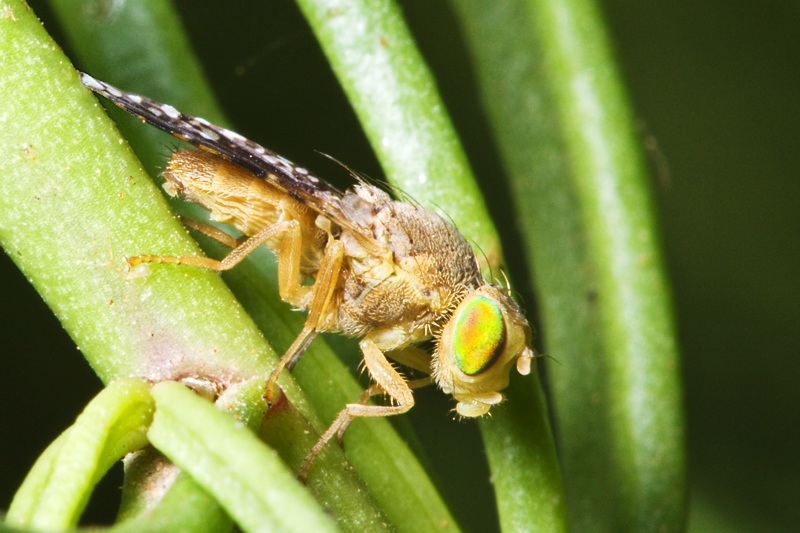 Tephritidae: Euarestella megacephala (male) (2)