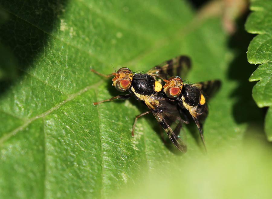Tephritidae: Rhagoletis cerasi (copula) (1)