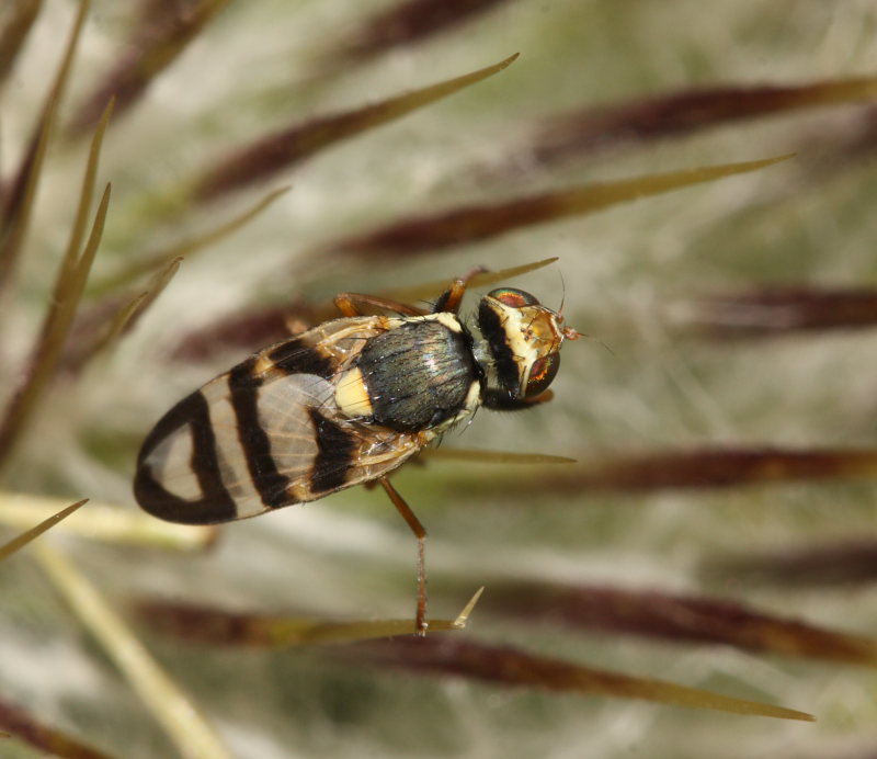 Tephritidae: Urophora terebrans (male) (1)
