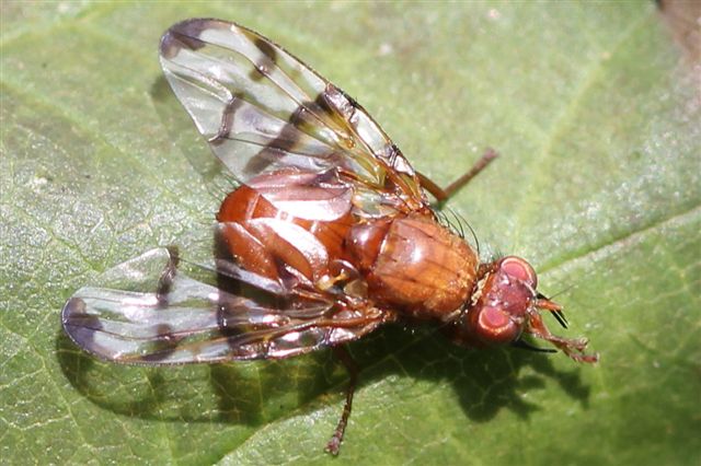 Tephritidae: Chetostoma curvinerve (male) (4)