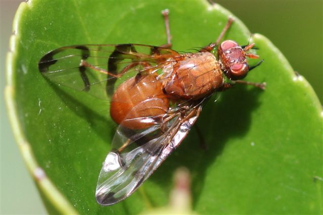 Tephritidae: Chetostoma curvinerve (male) (3)