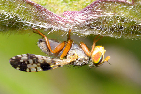 Tephritidae: Campiglossa malaris (male) (1)