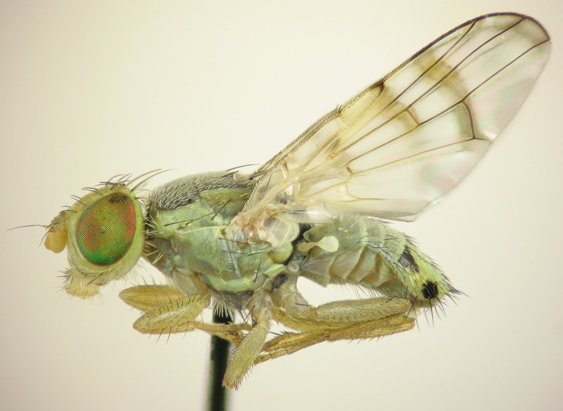 Tephritidae: Terellia (Cerajocera) cyanoides (male) (1)