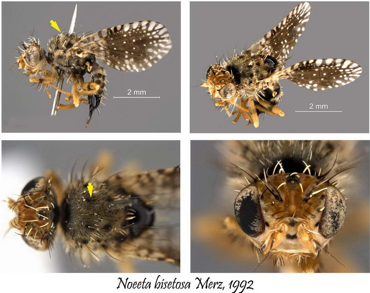 Tephritidae: Noeeta bisetosa (female) (1)