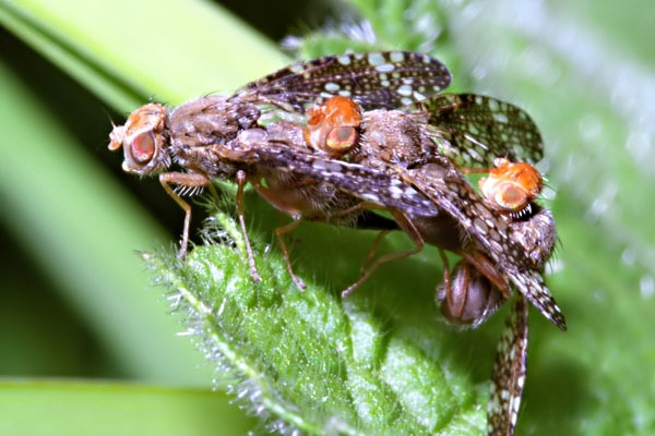 Tephritidae: Oxyna parietina (mating frenzy) (1)