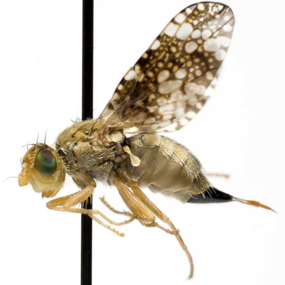 Tephritidae: Oxyna parietina (female) (2)
