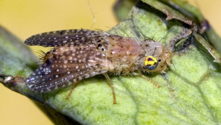 Tephritidae: Paracanthella pavonina (male) (1)