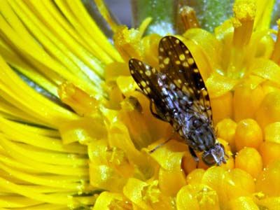 Tephritidae: Campiglossa misella (1)