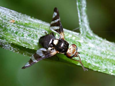 Tephritidae: Urophora quadrifasciata (1)